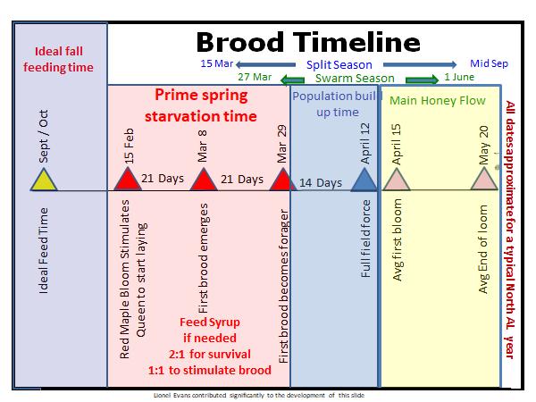 Brood Timeline